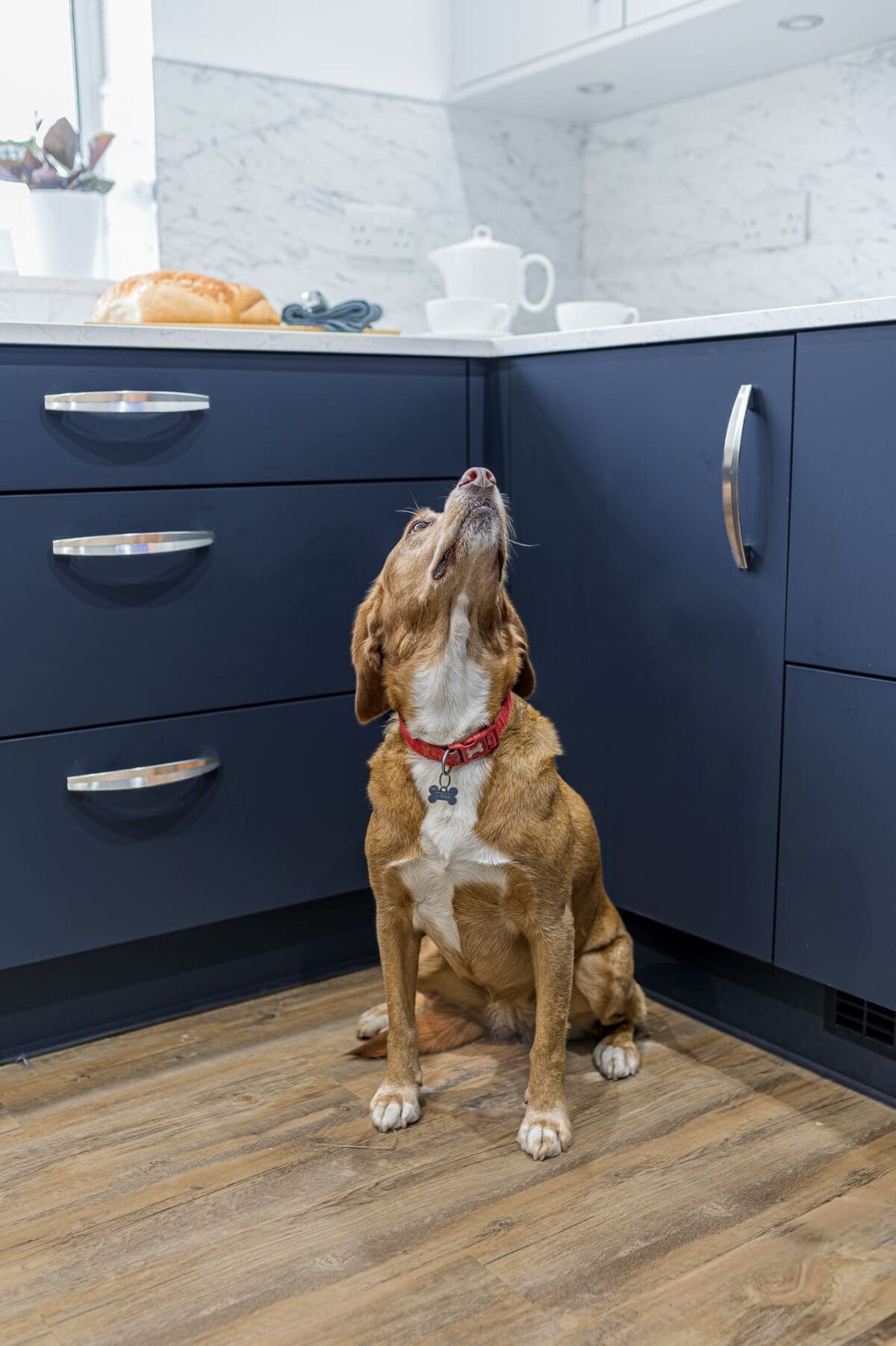 Blue Kitchen With Dog